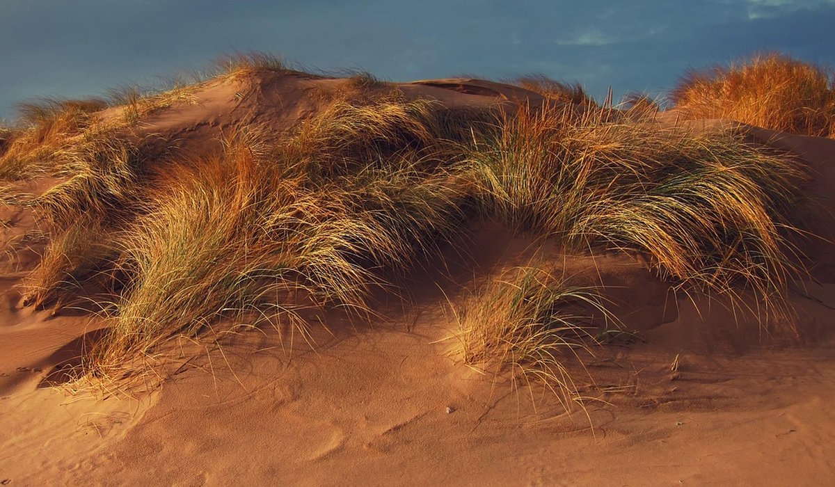 Building A Sustainable Beach Hut From Scratch