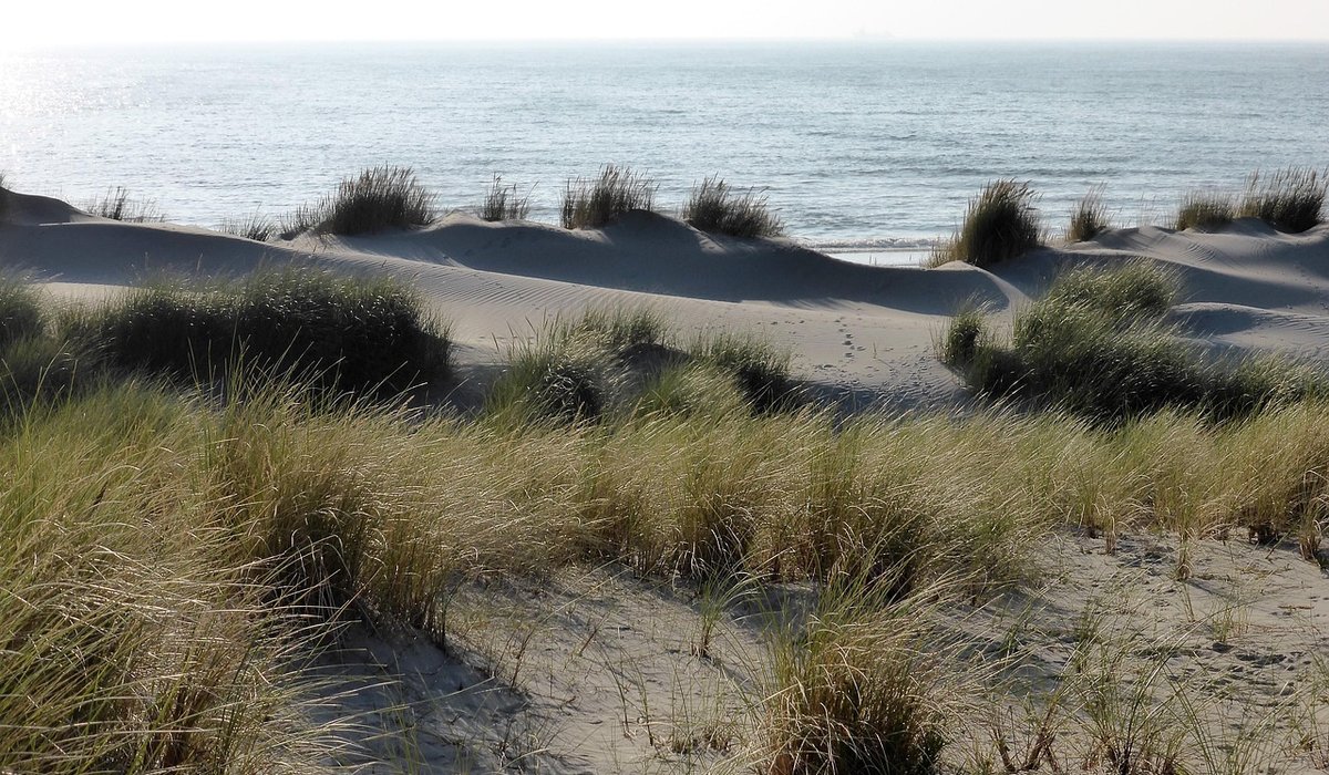 Organising A Community Beach Clean That Works