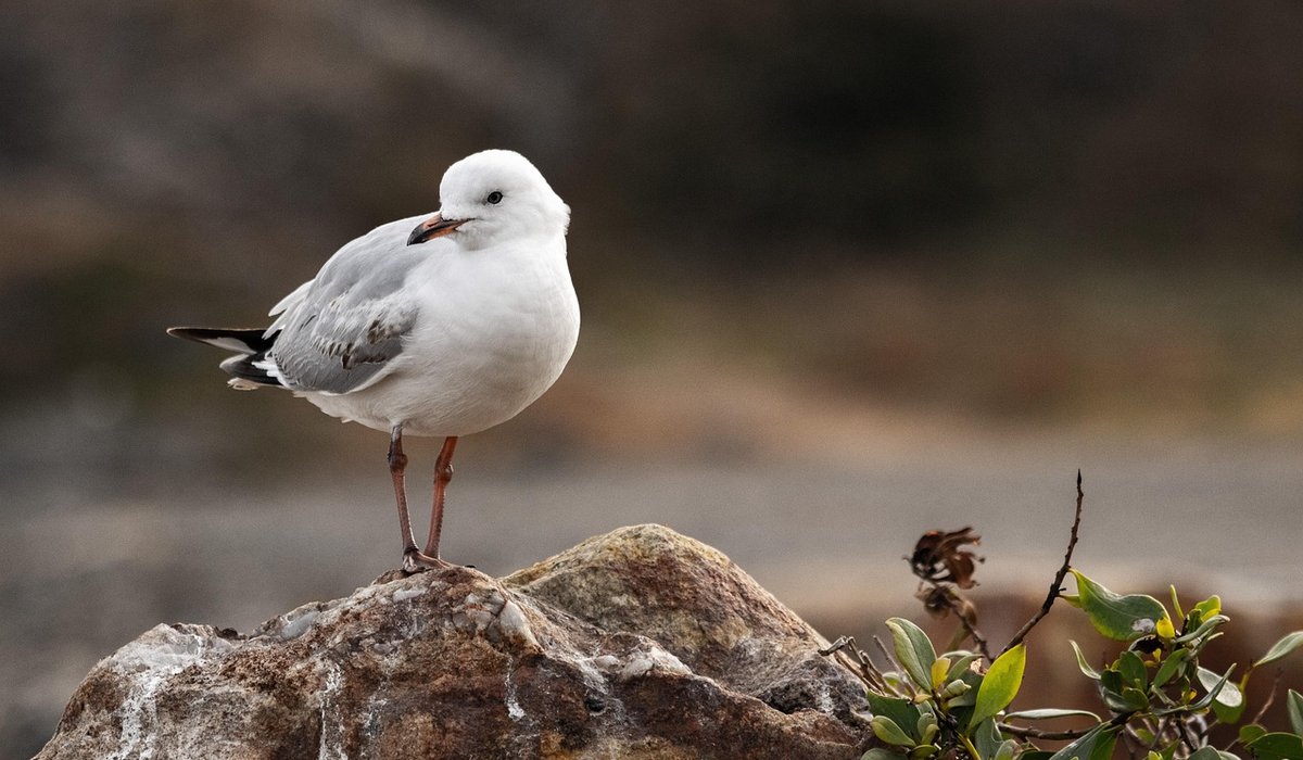 Reading Coastal Weather For Safer Walks