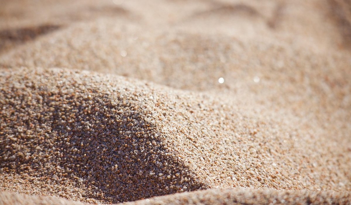 Why Marram Grass Is Vital For Dune Health